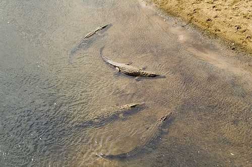 image of african_crocodile