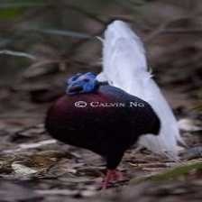 image of bulwers_pheasant