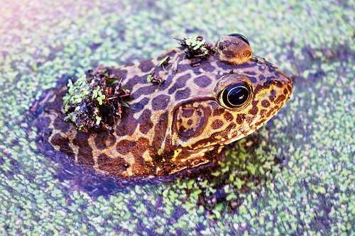 image of bullfrog