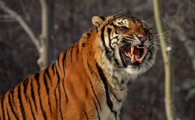 image of tiger