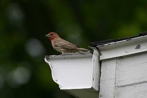 House finch image classifcation dataset for machine learning