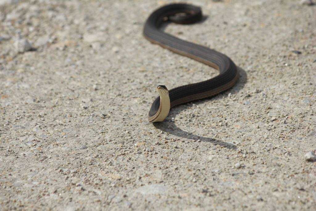 image of snake