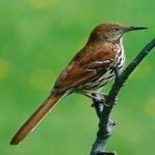 image of brown_thrasher