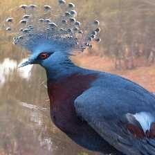 image of victoria_crowned_pigeon