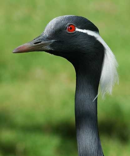 image of crane