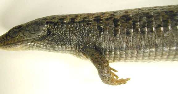 Alligator lizard image classifcation dataset for machine learning