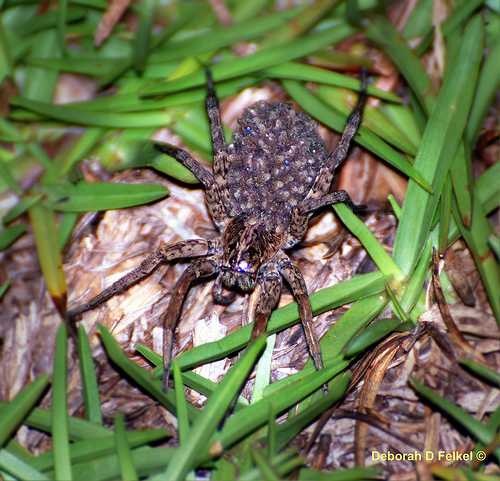 image of wolf_spider