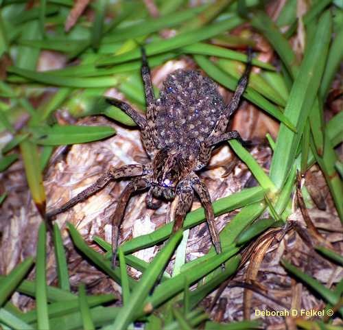 image of wolf_spider