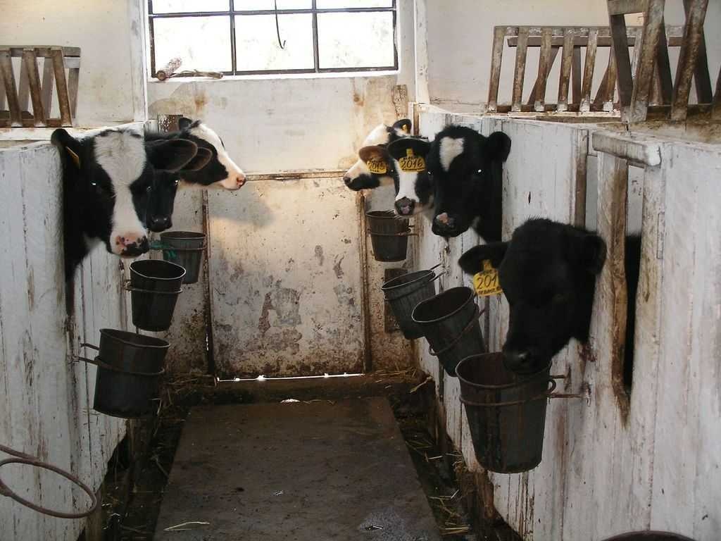 image of cattle