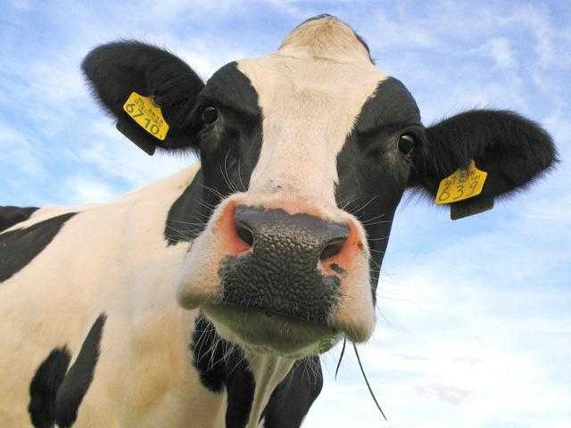 Cow image classifcation dataset for machine learning