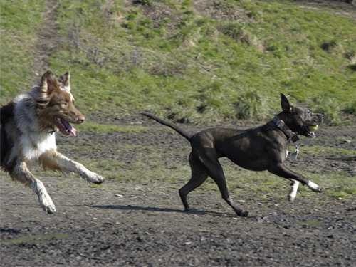 image of australian_terrier