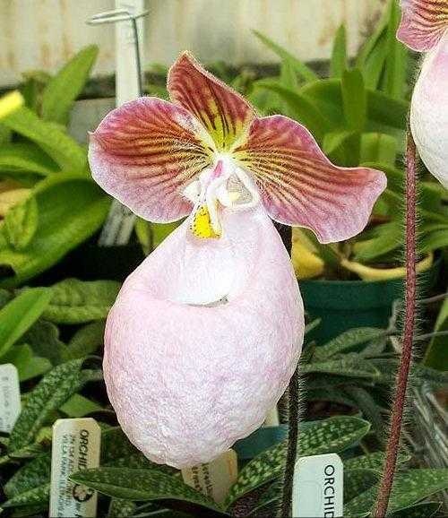 image of Hard leaved pocket orchid