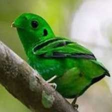 image of green_broadbill