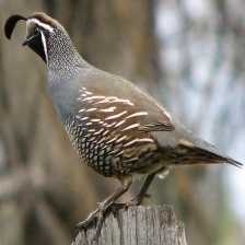 california_quail