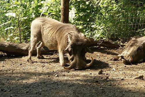 image of warthog