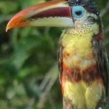 image of curl_crested_aracuri