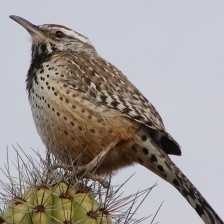 image of cactus_wren