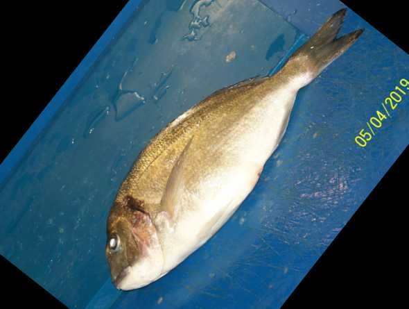 image of gilt_head_bream