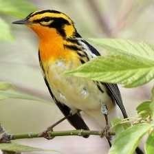 image of blackburniam_warbler