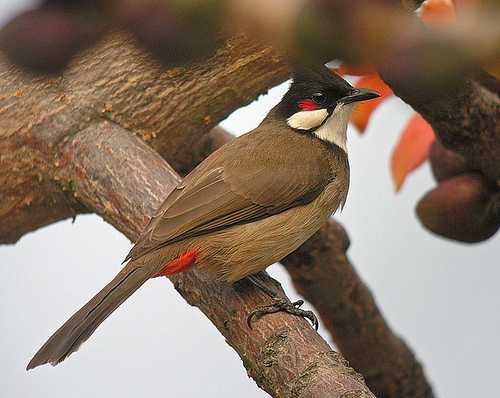 image of bulbul