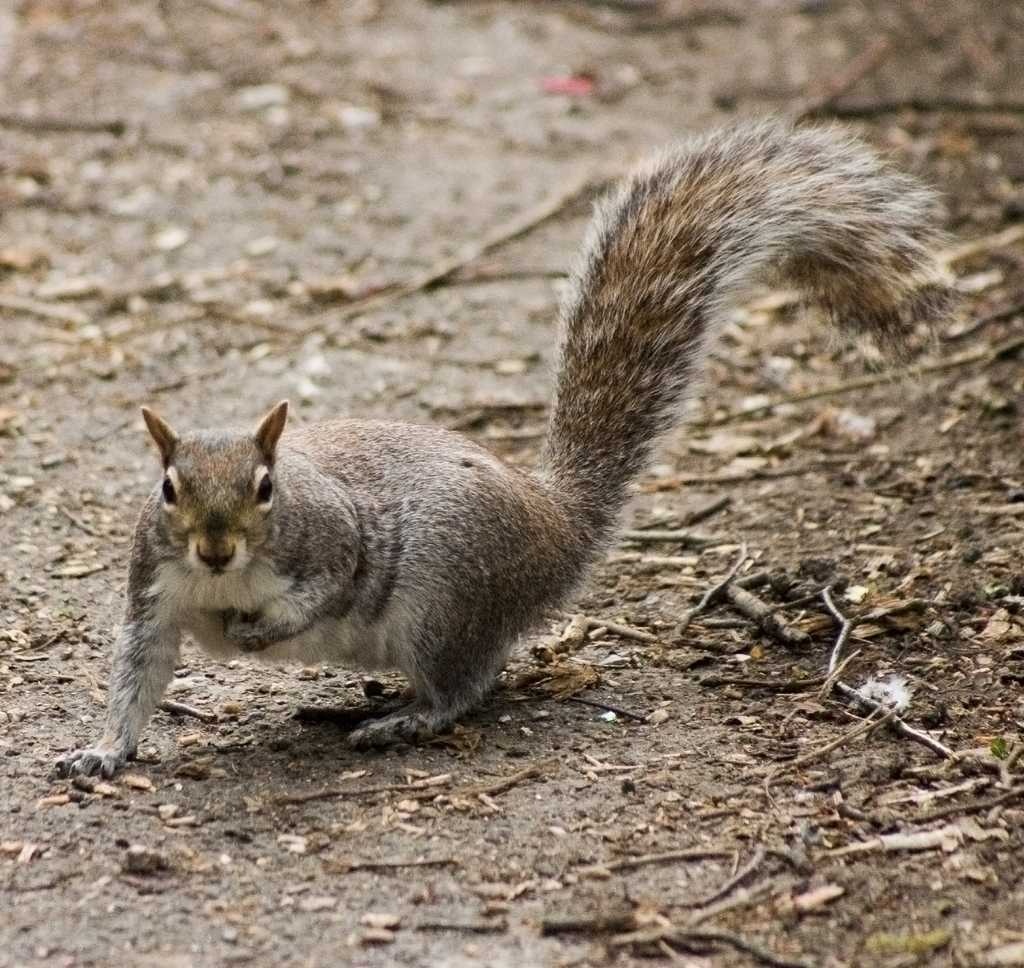Squirrel image classifcation dataset for machine learning