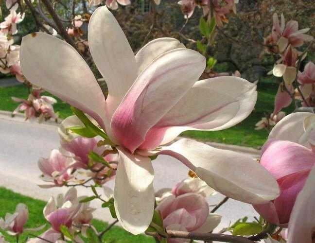 image of magnolia