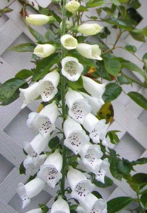 image of foxglove