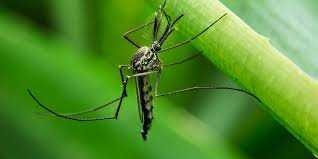 image of mosquito