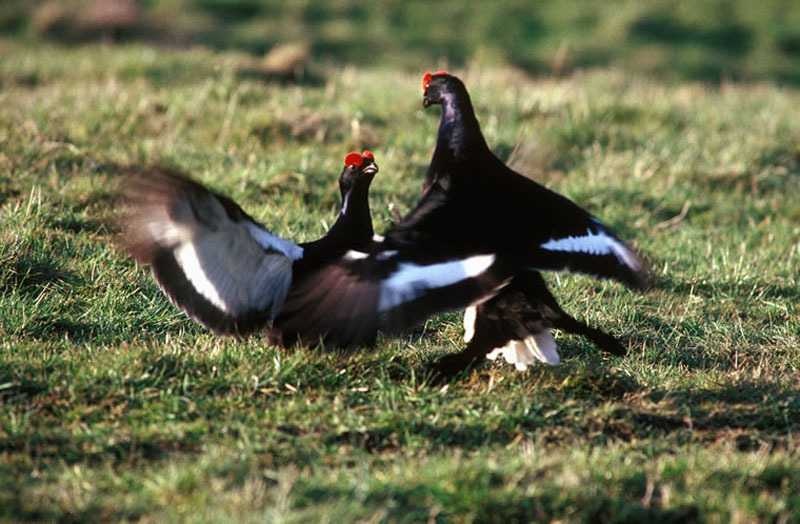 black_grouse