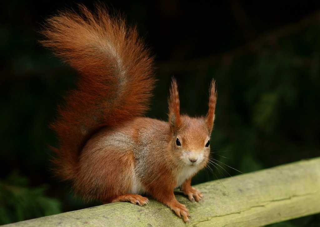 Squirrel image classifcation dataset for machine learning