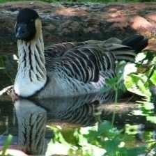 image of hawaiian_goose