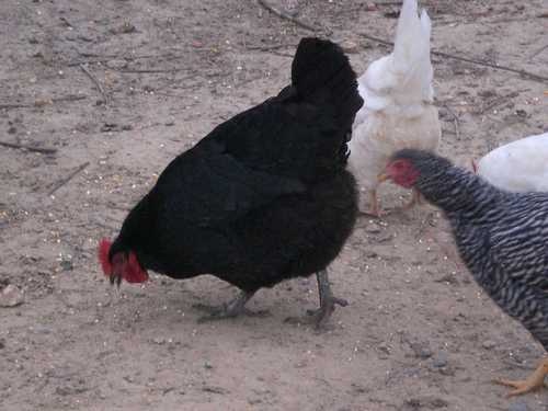 image of hen