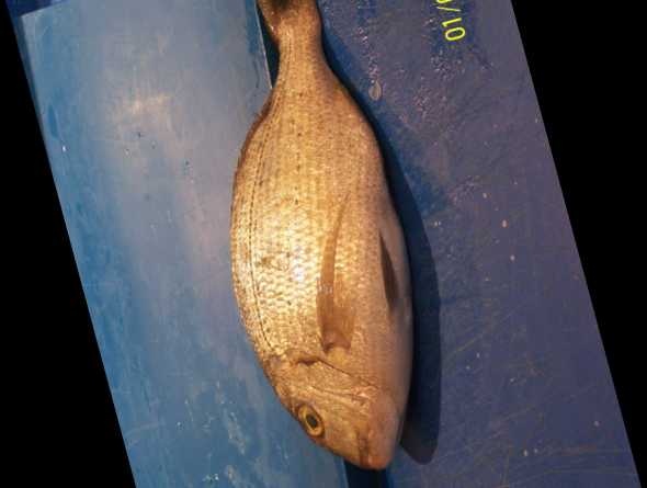 image of red_sea_bream