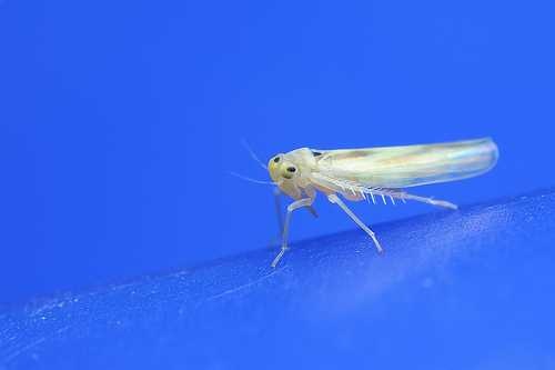 image of leafhopper