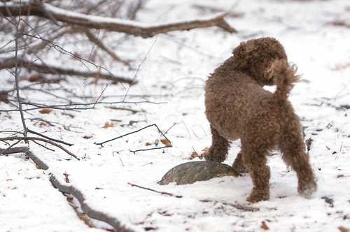 image of miniature_poodle