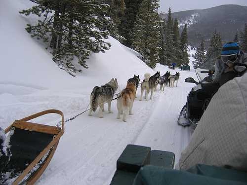 Dogsled image classifcation dataset for machine learning