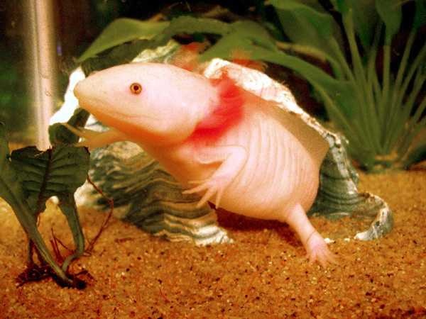 Axolotl image classifcation dataset for machine learning