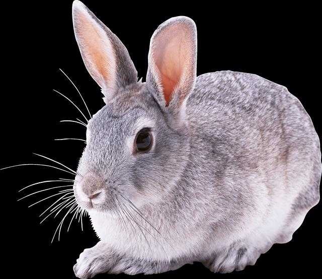 Rabbit image classifcation dataset for machine learning