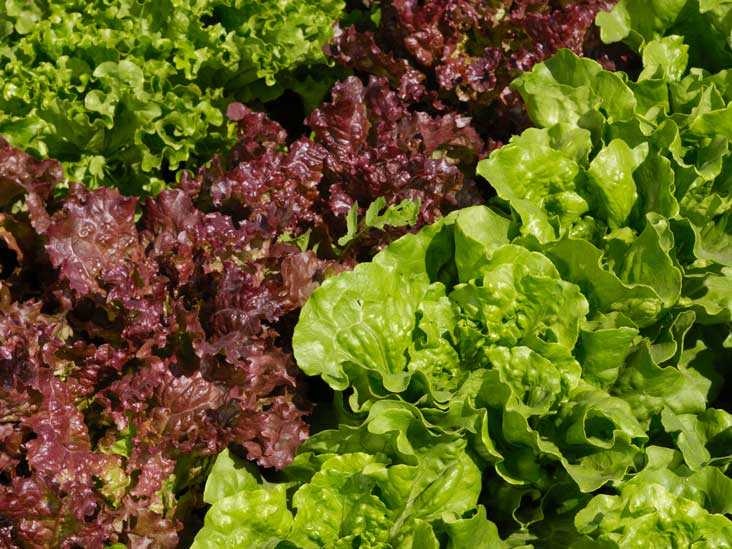 Lettuce image classifcation dataset for machine learning