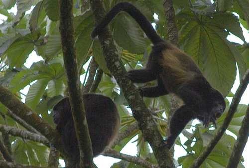 image of howler_monkey