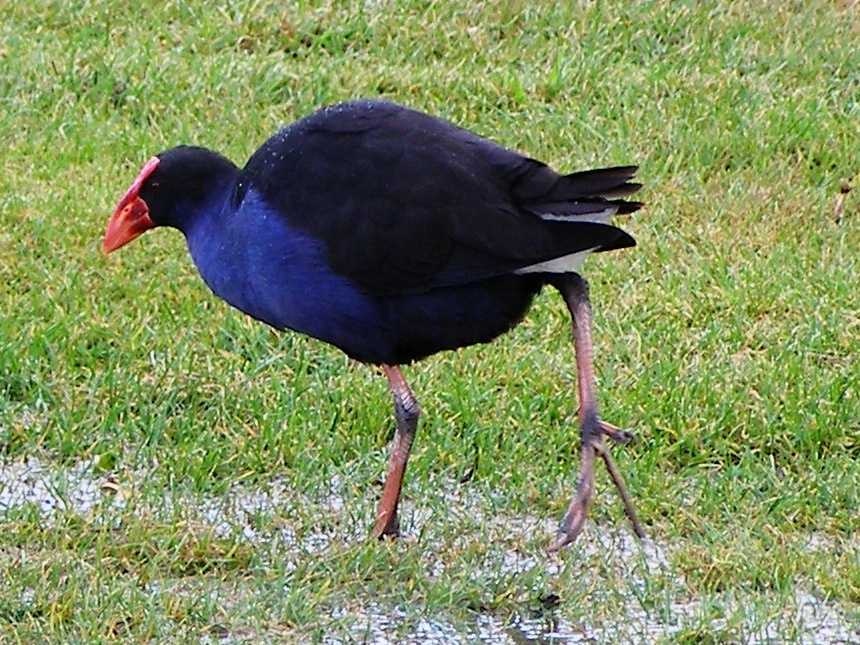 european_gallinule