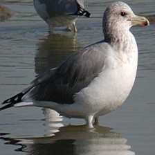 image of california_gull