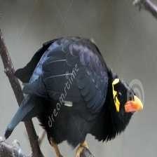 image of enggano_myna