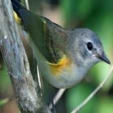 american_redstart