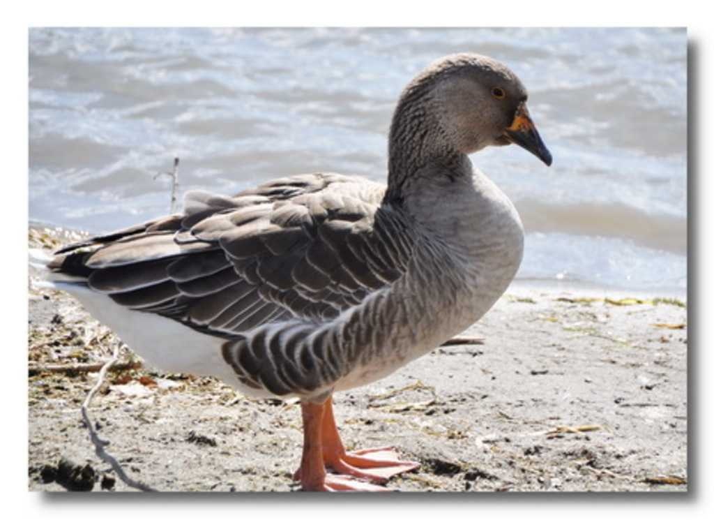 Goose Labeled Image Dataset | images.cv