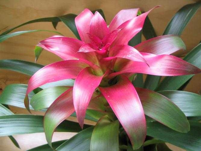 image of bromelia