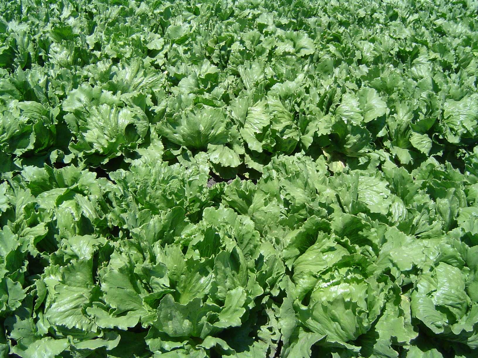 image of lettuce