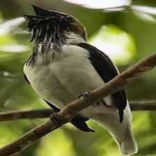 bearded_bellbird