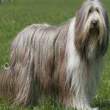 image of bearded_collie