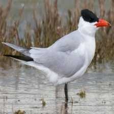 caspian_tern